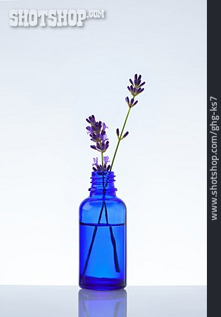 
                Heilpflanze, Lavendel                   
