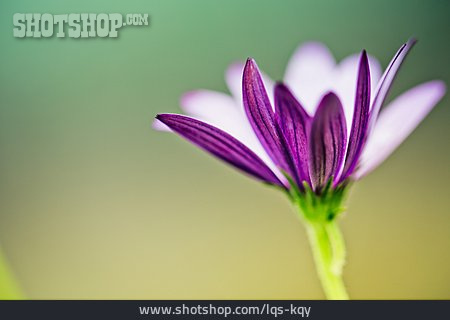 
                Blume, Blüte                   