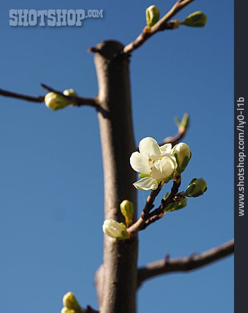 
                Obstblüte, Pflaumenbaum                   