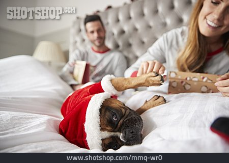 
                Französische Bulldogge, Weihnachtshund, Weihnachtskostüm                   
