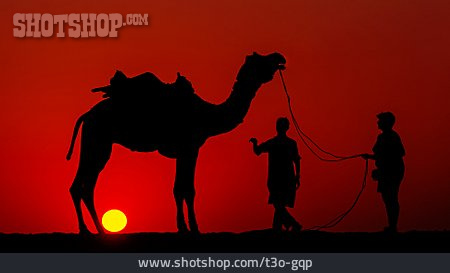 
                Silhouette, Abendrot, Kamel                   