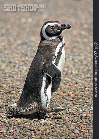 
                Magellan-pinguin                   