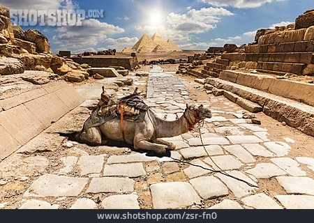 
                ägypten, Pyramiden, Kamel                   