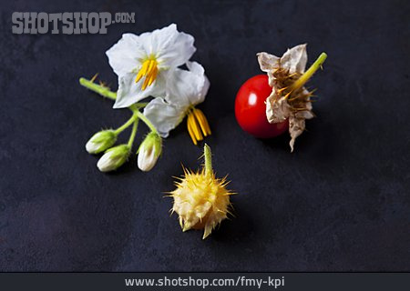 
                Blüte, Stachel, Litschi-tomate                   