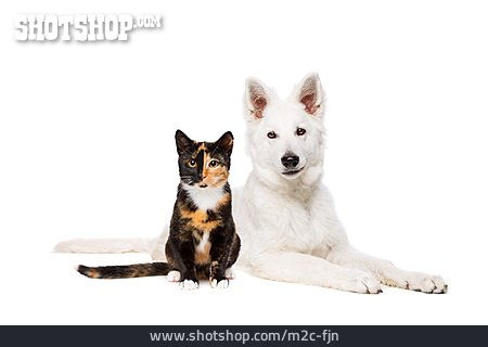 
                Katze, Weißer Schäferhund                   