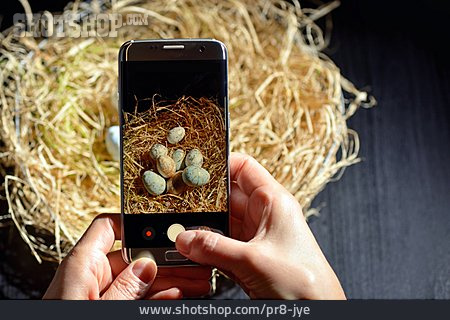 
                Fotografieren, Osterdekoration, Smartphone                   
