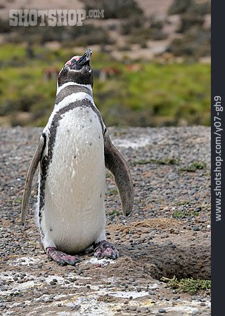 
                Magellan-pinguin                   