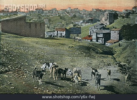 
                Hunde, 1900, Konstantinopel                   