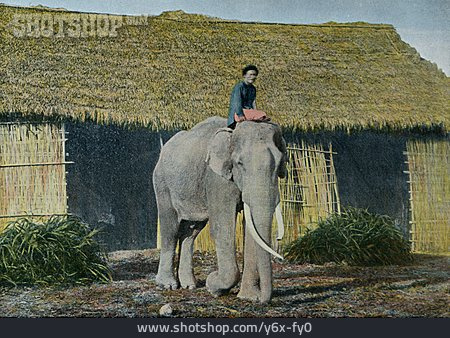 
                Elefant, Vietnam                   
