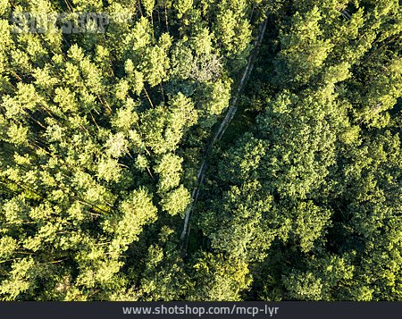 
                Wald, Grüne Lunge                   