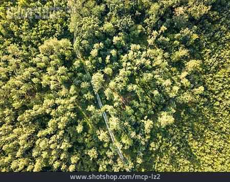 
                Wald, Baumkronen, Grüne Lunge                   