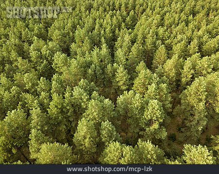 
                Grün, Forstwirtschaft, Bäume                   