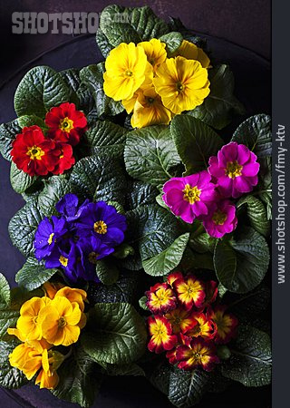 
                Primel, Topfblume, Blumentöpfe, Primula                   