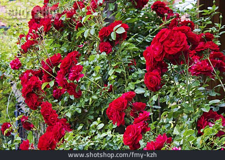 
                Rote Rose, Strauchrose                   