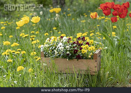 
                Gartenblume, Garten-stiefmütterchen                   