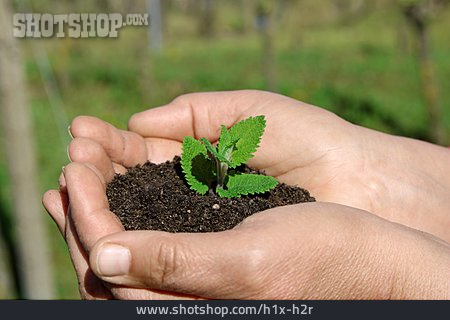 
                Pflanze, Wachstum, Schutz                   