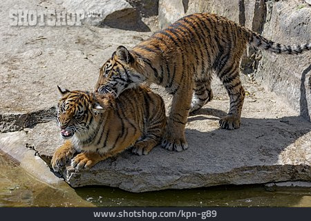 
                Tiger                   