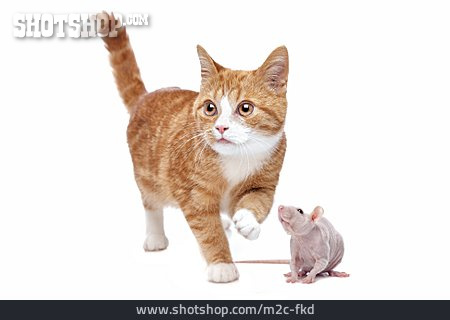 
                Katze, Ratte                   