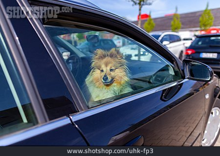 
                Car, Dog                   