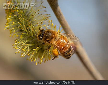
                Biene, Bestäuben, Palmkätzchen                   