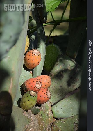 
                Feigenkaktus, Kaktusfeige                   