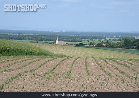 
                Acker, Landwirtschaft, Getreidefeld                   