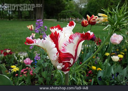 
                Flaming Parrot, Papageien-tulpe                   