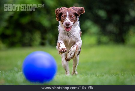 
                Hund, Spielen, Ball                   