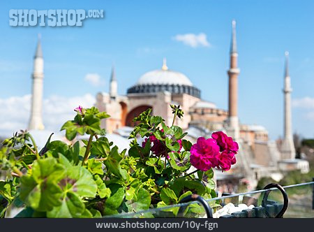 
                Geranien, Balkonpflanze, Istanbul                   