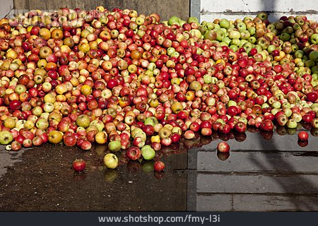 
                Fallobst, äpfel, Apfelernte                   