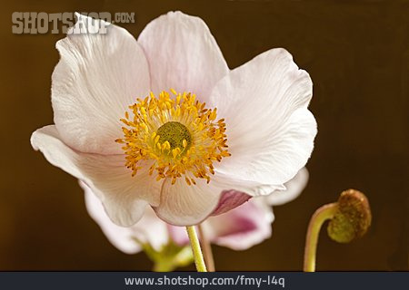 
                Herbst-anemone                   