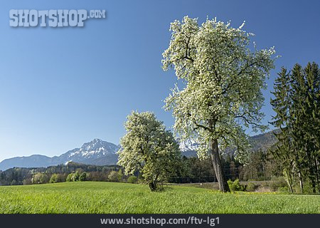 
                Birnbaum, Obstblüte, Berchtesgadener Land                   