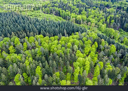 
                Wald, Forstwirtschaft, Mischwald                   