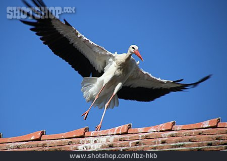 
                Storch                   