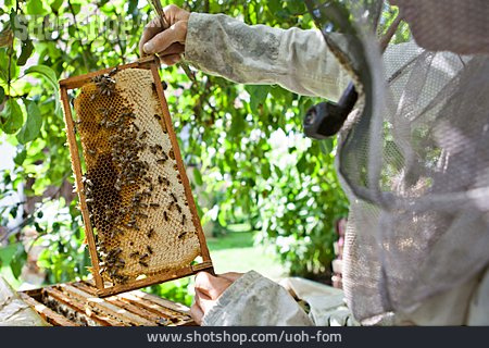 
                Bienenzucht, Honigwabe, Imkerei                   