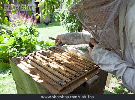
                Bienenzucht, Imker, Bienenkasten                   