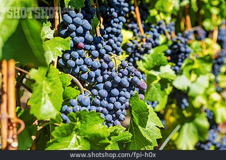 
                Weinrebe, Weinanbau, Blaue Weintraube                   