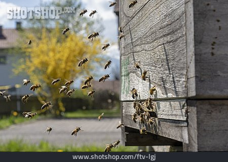 
                Bienenzucht, Bienenkasten                   