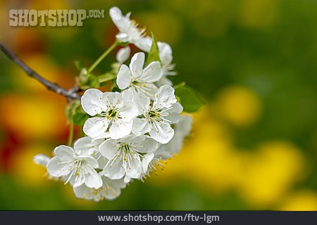 
                Sauerkirsche, Obstbaumblüte                   