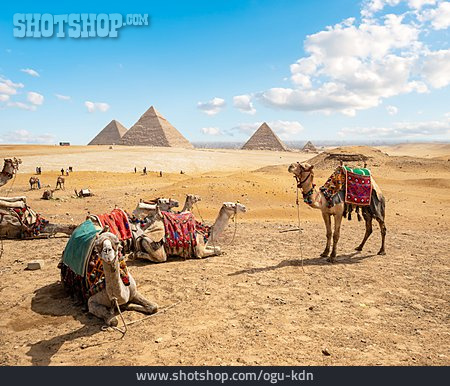 
                Tourismus, Kamel, Pyramiden Von Gizeh                   