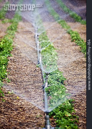 
                Bewässerungsanlage, Erdbeerpflanzen                   