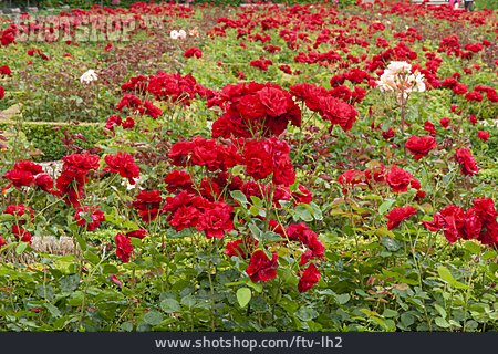 
                Rosenblüte, Rosengarten, Rosenbeet                   