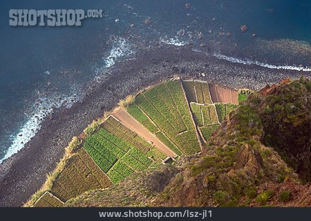 
                Plantage, Steilklippe, Camara De Lobos                   