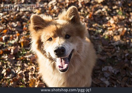 
                Hund, Eurasier                   