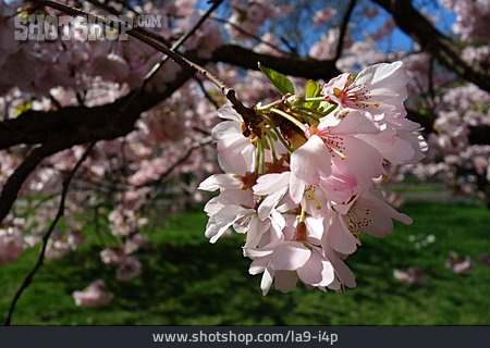 
                Kirschblüte, Japanische Kirschblüte                   