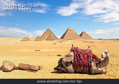 
                Kamel, Pyramiden Von Gizeh                   