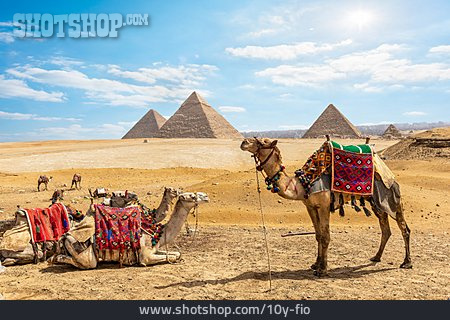 
                ägypten, Pyramiden, Kamele                   
