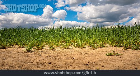 
                Trockenheit, Getreidefeld                   
