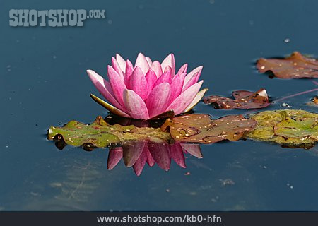 
                Water Lily                   