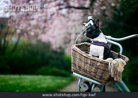 
                Fahrradkorb, Boston Terrier                   